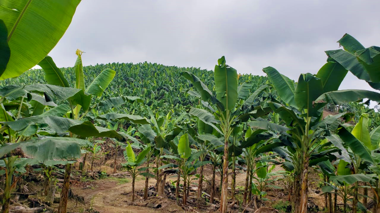 platanos1
